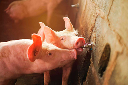 abreuvement porcs abreuvoirs pipette eau règlementation élevage porcin